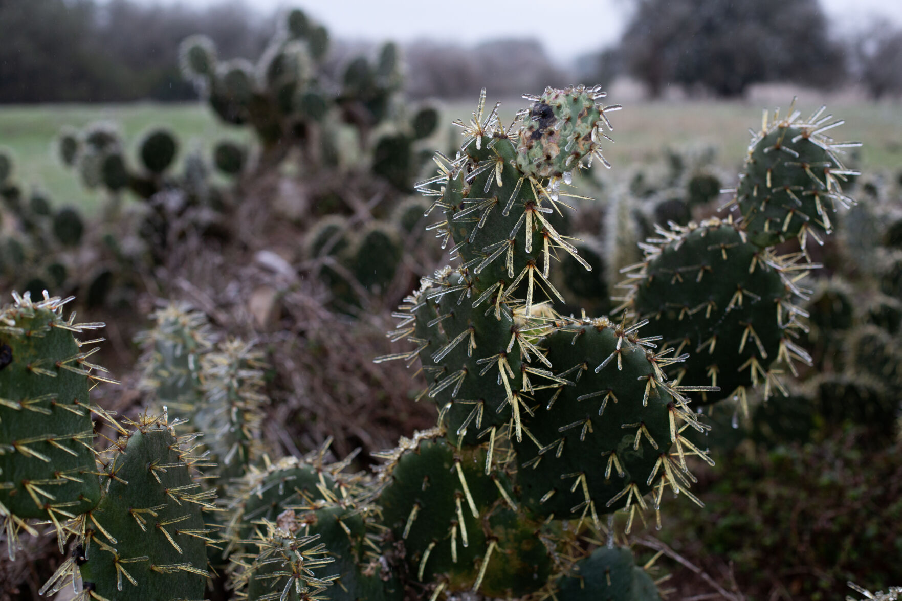 Winter storm in Goliad